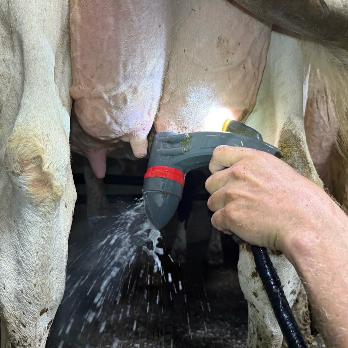 SaniTeat device being used to prep a cow's teats in a milking parlor